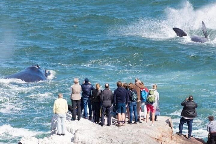 Hermanus, known as one of the best land-based whale watching locations on the planet..